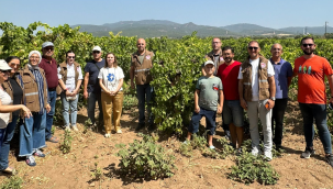 Organik tarım yapılan bağlarda inceleme 