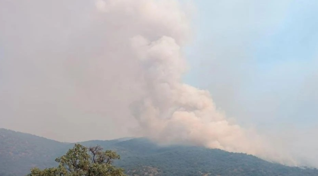 Salihli'de orman yangını