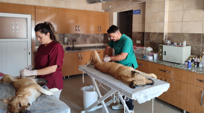 Salihli'de sokak hayvanlarını kısırlaştırma başladı