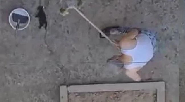 Salihli'de vahşet! yavru kedileri sopayla öldürdü