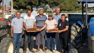 Tariş üzüm alımına başladı