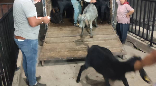 Yangın bölgesinden hayvanlar tahliye edildi