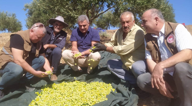 Akhisar'da tarlı telaş başladı