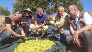 Akhisar'da tarlı telaş başladı