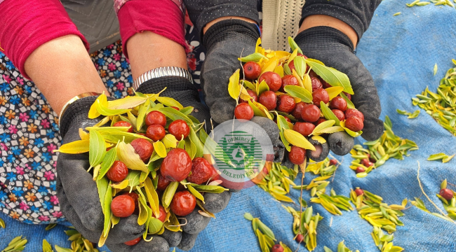 Coğrafi işaretli Demirci hünnabında hasat  başladı