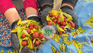 Coğrafi işaretli Demirci hünnabında hasat  başladı