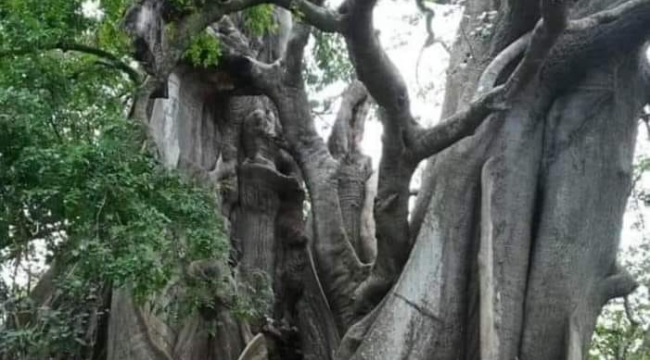 Dünyanın meyve veren en eski ağaçlarından biri olan, yaklaşık 4000 yıllık zeytin ağacı