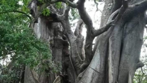 Dünyanın meyve veren en eski ağaçlarından biri olan, yaklaşık 4000 yıllık zeytin ağacı