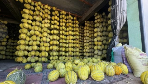 Kırkağaç'da kavunlar depolara kaldırılmaya başlandı