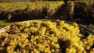 Tariş ıskarta üzüm fiyatını açıkladı