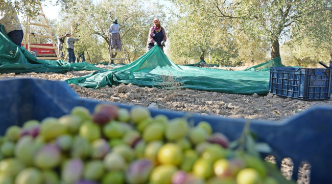 Belediye zeytinliklerinde hasada başladı