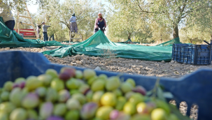 Belediye zeytinliklerinde hasada başladı