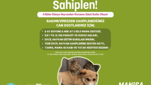 Büyükşehirden sokak hayvanlarına yuva bulma kampanyası