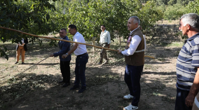 Demirci'de kestane hasadı başladı