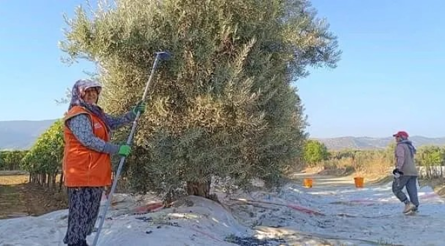 Hasat başladı,işçi ücreti 950 lira olarak belirlendi