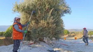 Hasat başladı,işçi ücreti 950 lira olarak belirlendi