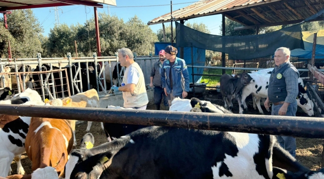 Hayvanlara küpeler takıldı,şap ve brusella aşıları uygulandı