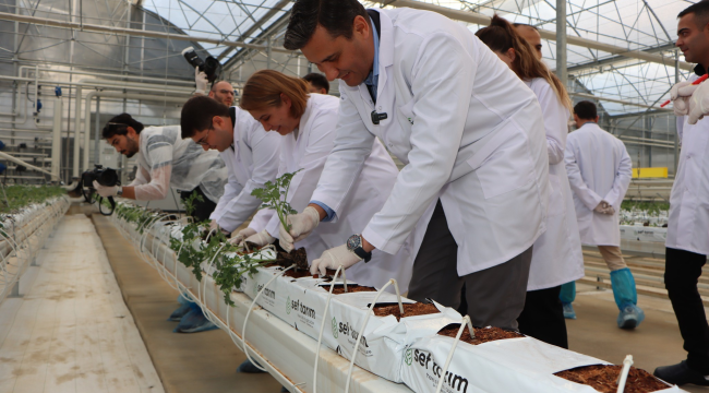 Jeotermal serada 145 bin kök domates fidesi toprakla buluştu