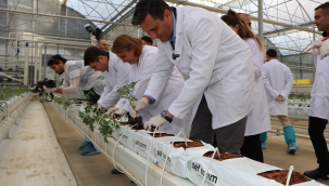 Jeotermal serada 145 bin kök domates fidesi toprakla buluştu