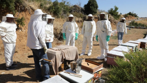 Manisa'da bal referans numune alma çalışmaları başladı