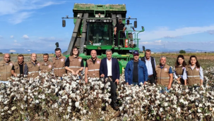 Manisa'da pamuk ekenlerin sayısı 2.234