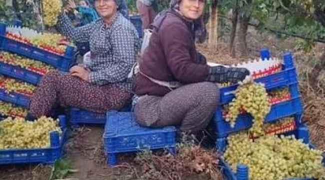 Sarıgöl ziraat odası başkanı Ülgen, üzüm üreticilerini ürünlerini peşin satma konusunda uyardı