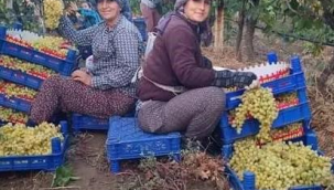 Sarıgöl ziraat odası başkanı Ülgen, üzüm üreticilerini ürünlerini peşin satma konusunda uyardı