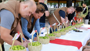 Saruhanlı'da 12.si düzenlenen zeytin hasat şenliğinde derceye girenler ödüllendirildi