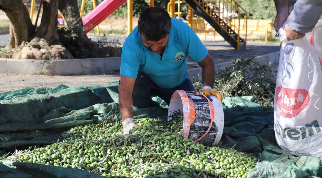 Başkan Akın'toprağın bereketini vatandaşlarımızla paylaşıyoruz'