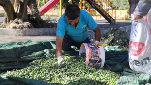 Başkan Akın'toprağın bereketini vatandaşlarımızla paylaşıyoruz'