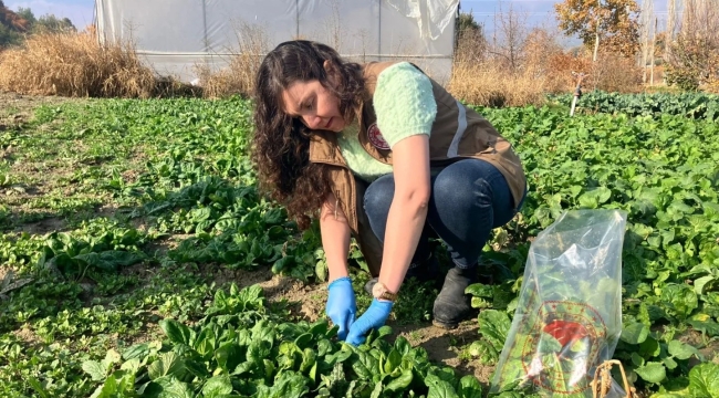 Bitki koruma denetimleri için ekipler sahada