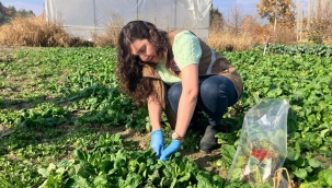 Bitki koruma denetimleri için ekipler sahada