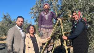 CHP'den zeytin tepkisi!