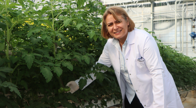  Kula Jeotermal teknolojik serada 145 bin kök salkım domates verdi