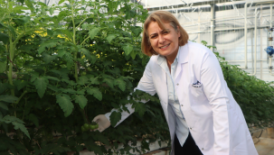  Kula Jeotermal teknolojik serada 145 bin kök salkım domates verdi