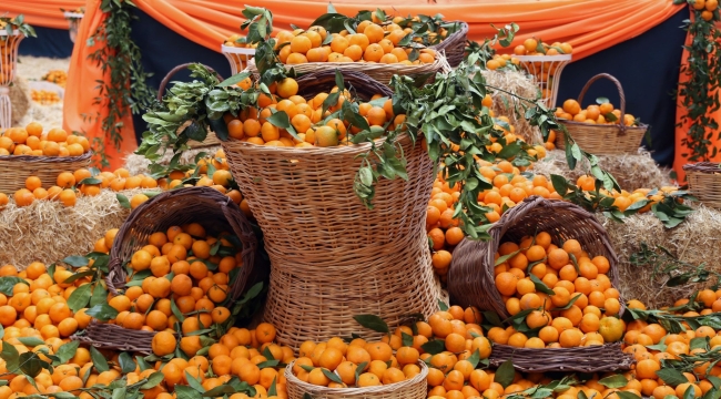 Seferihisa mandalina festivali