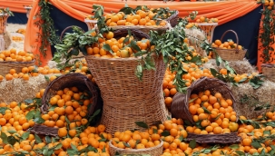 Seferihisa mandalina festivali