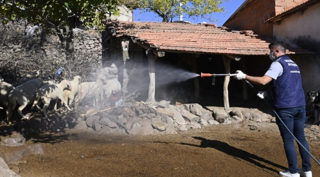 Yunusemre'de mavi dil hastalığına karşı 111 mahalle ilaçlandı