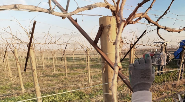 Bağlarda kış hazırlığı başladı