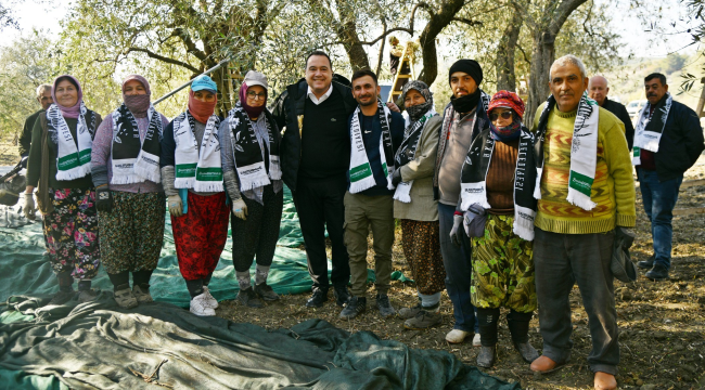 Başkan Dutlulu zeytin hasadına katıldı