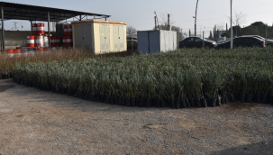 Belediyeden üreticilere para kazandıracak fidan desteği