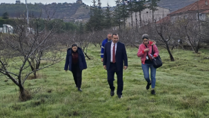 Coğrafi işaret tescili Figani Efendi eriği üretim projesi