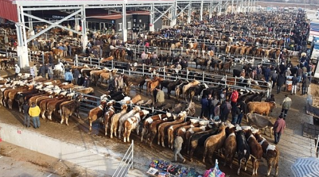 Kapalı olan Kula hayvan pazarı açılıyor