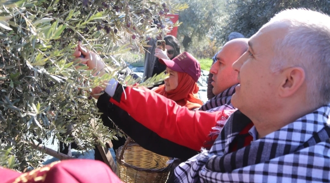 Müdür Öztürk ''Manisa'da 32 bine yakın zeytin ağaçının yüzde 84'ü meyve veriyor''