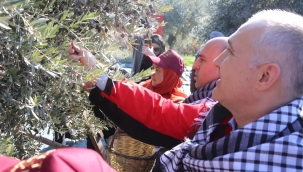 Müdür Öztürk ''Manisa'da 32 bine yakın zeytin ağaçının yüzde 84'ü meyve veriyor''