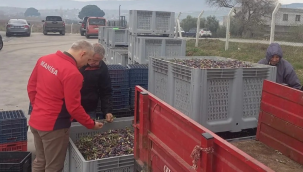 Müdür Öztürk zeytinyağı işletmelerini ziyaret etti