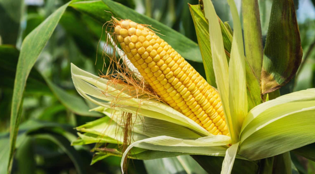 Salihli ilçesinde,2025 yılı desteklenecek ürünler açıklandı