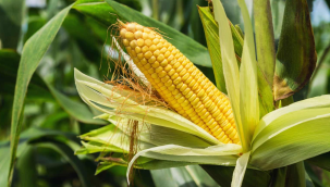 Salihli ilçesinde,2025 yılı desteklenecek ürünler açıklandı