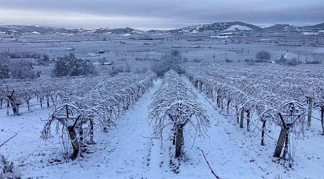 Sarıgöl'de kar yağışı üreticileri sevindirdi