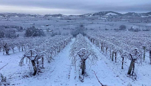 Sarıgöl'de kar yağışı üreticileri sevindirdi